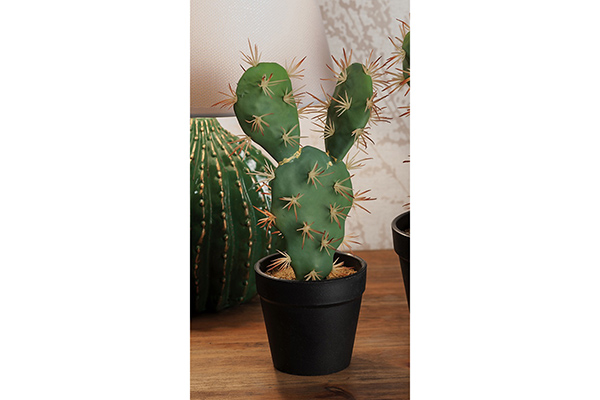Cvet kaktus 13 x 25 2 modela