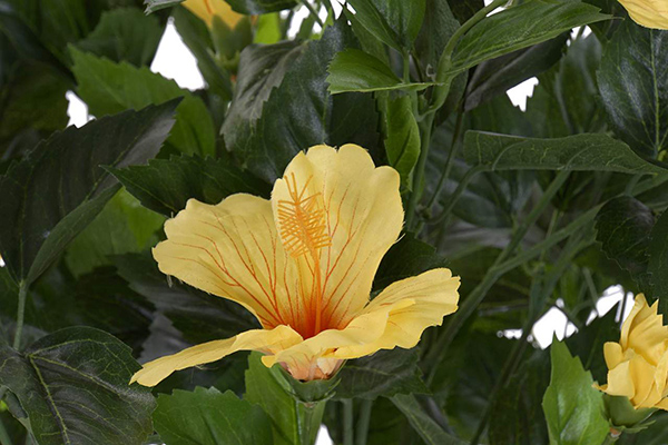 Dekorativna biljka hibiskus 64x50x104