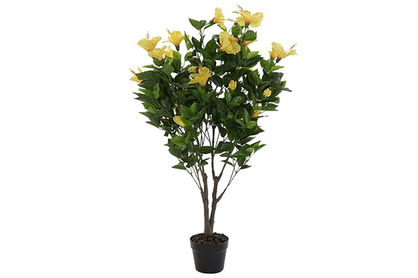 Dekorativna biljka hibiskus 64x50x104