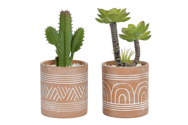 Plante pe gr s 8,5x8,5x19,5 cactus 2 mod.