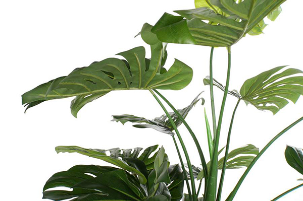 Dekorativna biljka u saksiji 90x90x200