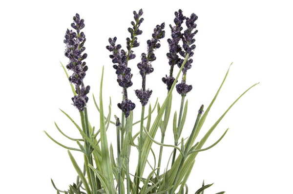 Plant pe dolomite 15x15x25 lavender 2 mod.