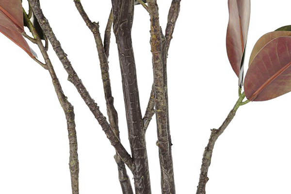 Dekorativna magnolija 75x75x180