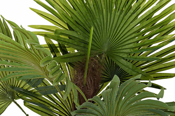 Plant pe 40x40x90 palm tree green
