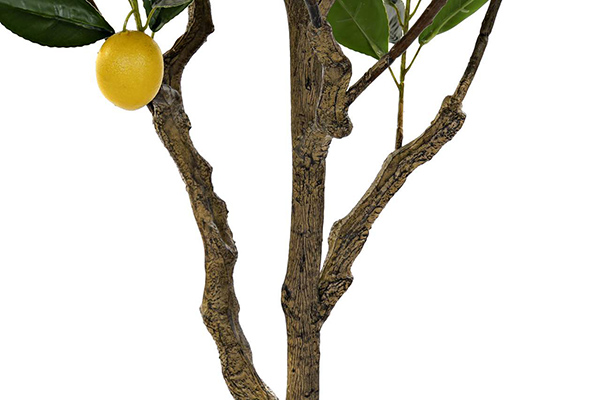 Dekorativno drvo limuna 74x74x150