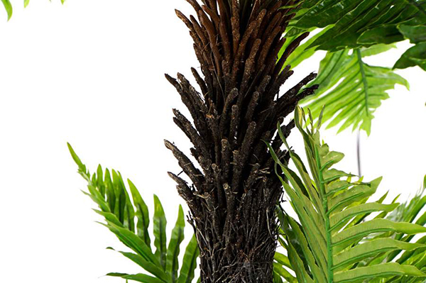 Plant eve pp 80x120 palm tree