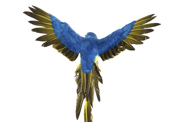 Figura papagaj raširenih krila 60x54 2 modela