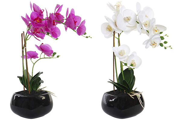 Orhideja u crnoj saksiji 30x20x48 2 modela