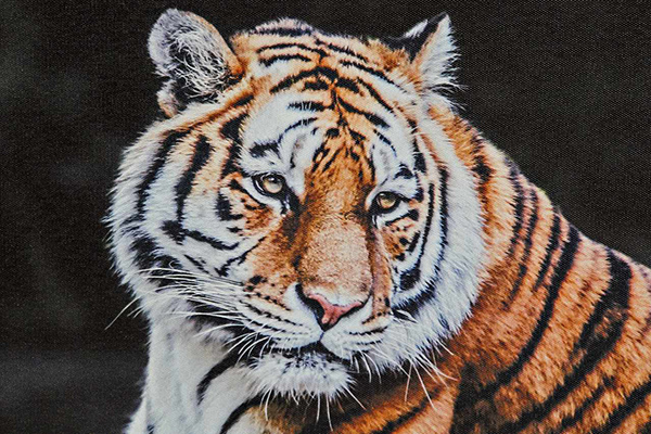 Slika wild animals 50x1,8x40 3 modela