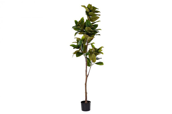 Ukrasna biljka magnolia green 50x50x180
