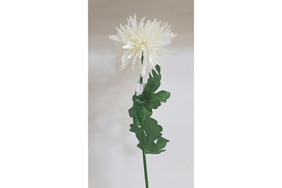 Cvet hrizantema bela 74 cm