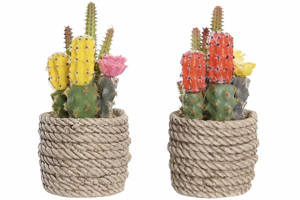 Plant pe eve 9,5x9x18 cactus 2 mod.