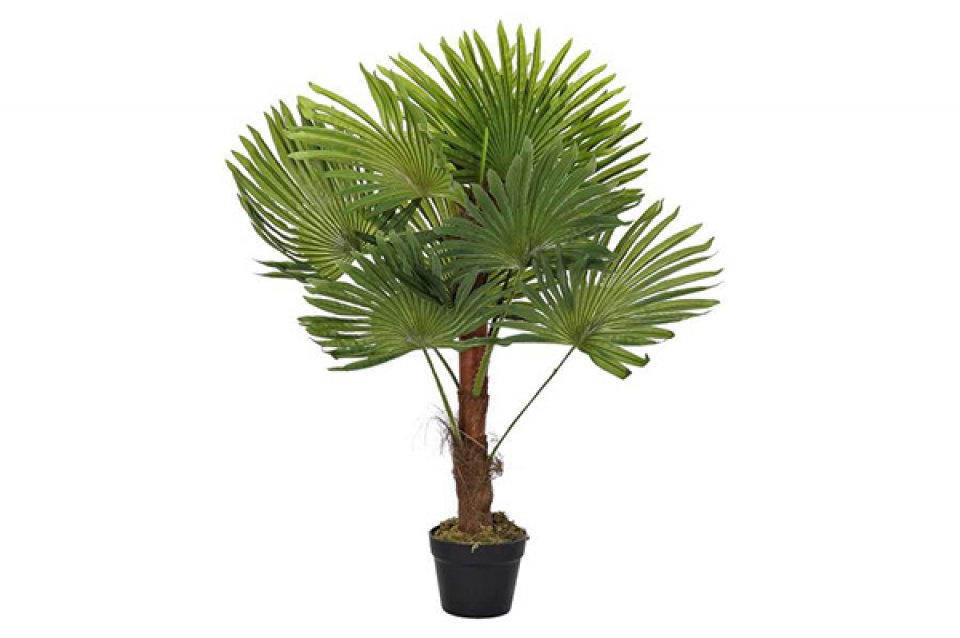 Plant pe 40x40x90 palm tree green