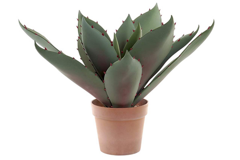Plant eve pp 52x52x52 cactus green
