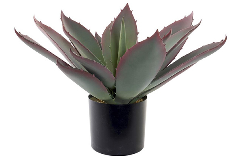 Plant eve pp 45x45x55 cactus green