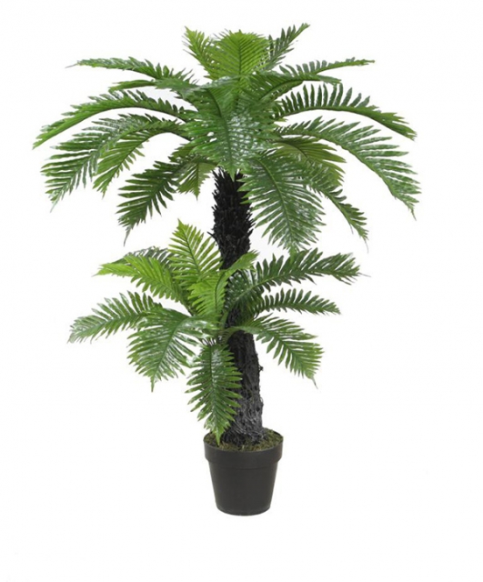 Plant eve pp 80x120 palm tree