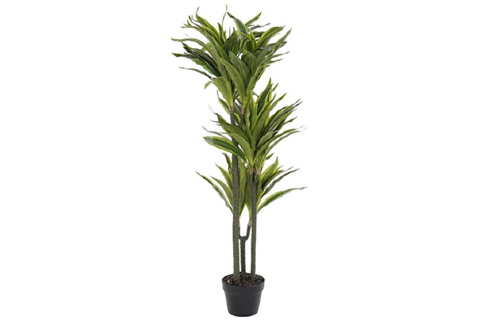Plant pvc 57x59x124 dracaena