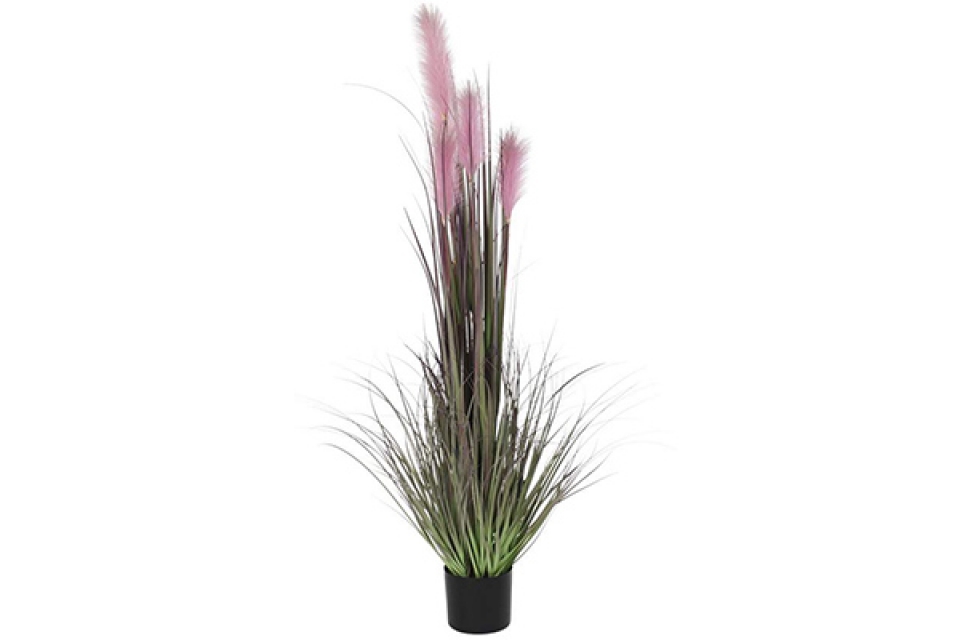 Ukrasna biljka duster pink 30x30x150